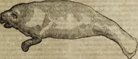 An illustration from Ioannis Eusebii Nierembergii Madritensis ex Societate Iesu ... Historia naturae, maxime peregrinae, libris XVI. distincta : in quibus rarissima naturae arcana, etiam astronomica, & ignota Indiarum animalia, ... plantae, metalla, lapides & alia mineralia, fluuiorumque & elementorum conditiones, etiam cum proprietatibus medicinalibus, describuntur ... : accedunt de miris & miraculosis naturis in Europâ libri duo, item de iisdem in terrâ Hebraeis promissâ liber vnus (1635)