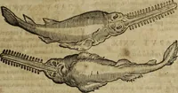 An illustration from Ioannis Eusebii Nierembergii Madritensis ex Societate Iesu ... Historia naturae, maxime peregrinae, libris XVI. distincta : in quibus rarissima naturae arcana, etiam astronomica, & ignota Indiarum animalia, ... plantae, metalla, lapides & alia mineralia, fluuiorumque & elementorum conditiones, etiam cum proprietatibus medicinalibus, describuntur ... : accedunt de miris & miraculosis naturis in Europâ libri duo, item de iisdem in terrâ Hebraeis promissâ liber vnus (1635)
