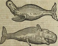 An illustration from Ioannis Eusebii Nierembergii Madritensis ex Societate Iesu ... Historia naturae, maxime peregrinae, libris XVI. distincta : in quibus rarissima naturae arcana, etiam astronomica, & ignota Indiarum animalia, ... plantae, metalla, lapides & alia mineralia, fluuiorumque & elementorum conditiones, etiam cum proprietatibus medicinalibus, describuntur ... : accedunt de miris & miraculosis naturis in Europâ libri duo, item de iisdem in terrâ Hebraeis promissâ liber vnus (1635)