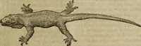 An illustration from Ioannis Eusebii Nierembergii Madritensis ex Societate Iesu ... Historia naturae, maxime peregrinae, libris XVI. distincta : in quibus rarissima naturae arcana, etiam astronomica, & ignota Indiarum animalia, ... plantae, metalla, lapides & alia mineralia, fluuiorumque & elementorum conditiones, etiam cum proprietatibus medicinalibus, describuntur ... : accedunt de miris & miraculosis naturis in Europâ libri duo, item de iisdem in terrâ Hebraeis promissâ liber vnus (1635)