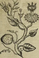 An illustration from Ioannis Eusebii Nierembergii Madritensis ex Societate Iesu ... Historia naturae, maxime peregrinae, libris XVI. distincta : in quibus rarissima naturae arcana, etiam astronomica, & ignota Indiarum animalia, ... plantae, metalla, lapides & alia mineralia, fluuiorumque & elementorum conditiones, etiam cum proprietatibus medicinalibus, describuntur ... : accedunt de miris & miraculosis naturis in Europâ libri duo, item de iisdem in terrâ Hebraeis promissâ liber vnus (1635)