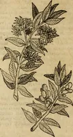 Picture 82 of 109 from Ioannis Eusebii Nierembergii Madritensis ex Societate Iesu ... Historia naturae, maxime peregrinae, libris XVI. distincta : in quibus rarissima naturae arcana, etiam astronomica, & ignota Indiarum animalia, ... plantae, metalla, lapides & alia mineralia, fluuiorumque & elementorum conditiones, etiam cum proprietatibus medicinalibus, describuntur ... : accedunt de miris & miraculosis naturis in Europâ libri duo, item de iisdem in terrâ Hebraeis promissâ liber vnus (1635), leaf 315