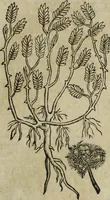 Picture 83 of 109 from Ioannis Eusebii Nierembergii Madritensis ex Societate Iesu ... Historia naturae, maxime peregrinae, libris XVI. distincta : in quibus rarissima naturae arcana, etiam astronomica, & ignota Indiarum animalia, ... plantae, metalla, lapides & alia mineralia, fluuiorumque & elementorum conditiones, etiam cum proprietatibus medicinalibus, describuntur ... : accedunt de miris & miraculosis naturis in Europâ libri duo, item de iisdem in terrâ Hebraeis promissâ liber vnus (1635), leaf 316