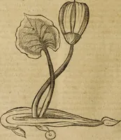 An illustration from Ioannis Eusebii Nierembergii Madritensis ex Societate Iesu ... Historia naturae, maxime peregrinae, libris XVI. distincta : in quibus rarissima naturae arcana, etiam astronomica, & ignota Indiarum animalia, ... plantae, metalla, lapides & alia mineralia, fluuiorumque & elementorum conditiones, etiam cum proprietatibus medicinalibus, describuntur ... : accedunt de miris & miraculosis naturis in Europâ libri duo, item de iisdem in terrâ Hebraeis promissâ liber vnus (1635)