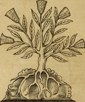 An illustration from Ioannis Eusebii Nierembergii Madritensis ex Societate Iesu ... Historia naturae, maxime peregrinae, libris XVI. distincta : in quibus rarissima naturae arcana, etiam astronomica, & ignota Indiarum animalia, ... plantae, metalla, lapides & alia mineralia, fluuiorumque & elementorum conditiones, etiam cum proprietatibus medicinalibus, describuntur ... : accedunt de miris & miraculosis naturis in Europâ libri duo, item de iisdem in terrâ Hebraeis promissâ liber vnus (1635)