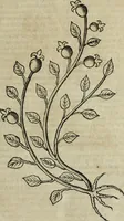 An illustration from Ioannis Eusebii Nierembergii Madritensis ex Societate Iesu ... Historia naturae, maxime peregrinae, libris XVI. distincta : in quibus rarissima naturae arcana, etiam astronomica, & ignota Indiarum animalia, ... plantae, metalla, lapides & alia mineralia, fluuiorumque & elementorum conditiones, etiam cum proprietatibus medicinalibus, describuntur ... : accedunt de miris & miraculosis naturis in Europâ libri duo, item de iisdem in terrâ Hebraeis promissâ liber vnus (1635)