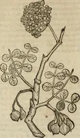 Picture 88 of 109 from Ioannis Eusebii Nierembergii Madritensis ex Societate Iesu ... Historia naturae, maxime peregrinae, libris XVI. distincta : in quibus rarissima naturae arcana, etiam astronomica, & ignota Indiarum animalia, ... plantae, metalla, lapides & alia mineralia, fluuiorumque & elementorum conditiones, etiam cum proprietatibus medicinalibus, describuntur ... : accedunt de miris & miraculosis naturis in Europâ libri duo, item de iisdem in terrâ Hebraeis promissâ liber vnus (1635), leaf 343