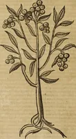 An illustration from Ioannis Eusebii Nierembergii Madritensis ex Societate Iesu ... Historia naturae, maxime peregrinae, libris XVI. distincta : in quibus rarissima naturae arcana, etiam astronomica, & ignota Indiarum animalia, ... plantae, metalla, lapides & alia mineralia, fluuiorumque & elementorum conditiones, etiam cum proprietatibus medicinalibus, describuntur ... : accedunt de miris & miraculosis naturis in Europâ libri duo, item de iisdem in terrâ Hebraeis promissâ liber vnus (1635)