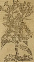 An illustration from Ioannis Eusebii Nierembergii Madritensis ex Societate Iesu ... Historia naturae, maxime peregrinae, libris XVI. distincta : in quibus rarissima naturae arcana, etiam astronomica, & ignota Indiarum animalia, ... plantae, metalla, lapides & alia mineralia, fluuiorumque & elementorum conditiones, etiam cum proprietatibus medicinalibus, describuntur ... : accedunt de miris & miraculosis naturis in Europâ libri duo, item de iisdem in terrâ Hebraeis promissâ liber vnus (1635)