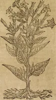 An illustration from Ioannis Eusebii Nierembergii Madritensis ex Societate Iesu ... Historia naturae, maxime peregrinae, libris XVI. distincta : in quibus rarissima naturae arcana, etiam astronomica, & ignota Indiarum animalia, ... plantae, metalla, lapides & alia mineralia, fluuiorumque & elementorum conditiones, etiam cum proprietatibus medicinalibus, describuntur ... : accedunt de miris & miraculosis naturis in Europâ libri duo, item de iisdem in terrâ Hebraeis promissâ liber vnus (1635)