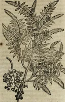 An illustration from Ioannis Eusebii Nierembergii Madritensis ex Societate Iesu ... Historia naturae, maxime peregrinae, libris XVI. distincta : in quibus rarissima naturae arcana, etiam astronomica, & ignota Indiarum animalia, ... plantae, metalla, lapides & alia mineralia, fluuiorumque & elementorum conditiones, etiam cum proprietatibus medicinalibus, describuntur ... : accedunt de miris & miraculosis naturis in Europâ libri duo, item de iisdem in terrâ Hebraeis promissâ liber vnus (1635)
