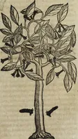 Picture 94 of 109 from Ioannis Eusebii Nierembergii Madritensis ex Societate Iesu ... Historia naturae, maxime peregrinae, libris XVI. distincta : in quibus rarissima naturae arcana, etiam astronomica, & ignota Indiarum animalia, ... plantae, metalla, lapides & alia mineralia, fluuiorumque & elementorum conditiones, etiam cum proprietatibus medicinalibus, describuntur ... : accedunt de miris & miraculosis naturis in Europâ libri duo, item de iisdem in terrâ Hebraeis promissâ liber vnus (1635), leaf 384