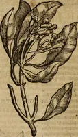 Picture 95 of 109 from Ioannis Eusebii Nierembergii Madritensis ex Societate Iesu ... Historia naturae, maxime peregrinae, libris XVI. distincta : in quibus rarissima naturae arcana, etiam astronomica, & ignota Indiarum animalia, ... plantae, metalla, lapides & alia mineralia, fluuiorumque & elementorum conditiones, etiam cum proprietatibus medicinalibus, describuntur ... : accedunt de miris & miraculosis naturis in Europâ libri duo, item de iisdem in terrâ Hebraeis promissâ liber vnus (1635), leaf 385