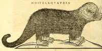 Picture 11 of 61 from Ioannis Eusebii Nierembergii Madritensis ex Societate Iesu ... historia naturæ, maxime peregrinæ, libris XVI. distincta. In quibus rarissima naturæ arcana, etiam astronomica, & ignota Indiarum animalia ... plantæ, metalla, lapides ... fluuioruḿque & elementorum conditiones, etiam cum proprietatibus medicinalibus, describuntur ... : Accedunt de miris & miraculosis naturis in Europâ libri duo: item de iisdem in terrâ Hebræis promissâ liber vnus (1635), leaf 166