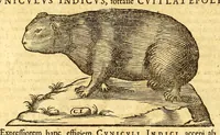 Picture 12 of 61 from Ioannis Eusebii Nierembergii Madritensis ex Societate Iesu ... historia naturæ, maxime peregrinæ, libris XVI. distincta. In quibus rarissima naturæ arcana, etiam astronomica, & ignota Indiarum animalia ... plantæ, metalla, lapides ... fluuioruḿque & elementorum conditiones, etiam cum proprietatibus medicinalibus, describuntur ... : Accedunt de miris & miraculosis naturis in Europâ libri duo: item de iisdem in terrâ Hebræis promissâ liber vnus (1635), leaf 172