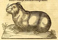 An illustration from Ioannis Eusebii Nierembergii Madritensis ex Societate Iesu ... historia naturæ, maxime peregrinæ, libris XVI. distincta. In quibus rarissima naturæ arcana, etiam astronomica, & ignota Indiarum animalia ... plantæ, metalla, lapides ... fluuioruḿque & elementorum conditiones, etiam cum proprietatibus medicinalibus, describuntur ... : Accedunt de miris & miraculosis naturis in Europâ libri duo: item de iisdem in terrâ Hebræis promissâ liber vnus (1635)