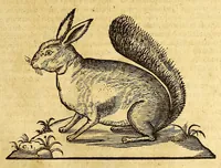 Picture 14 of 61 from Ioannis Eusebii Nierembergii Madritensis ex Societate Iesu ... historia naturæ, maxime peregrinæ, libris XVI. distincta. In quibus rarissima naturæ arcana, etiam astronomica, & ignota Indiarum animalia ... plantæ, metalla, lapides ... fluuioruḿque & elementorum conditiones, etiam cum proprietatibus medicinalibus, describuntur ... : Accedunt de miris & miraculosis naturis in Europâ libri duo: item de iisdem in terrâ Hebræis promissâ liber vnus (1635), leaf 173