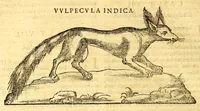 Picture 15 of 61 from Ioannis Eusebii Nierembergii Madritensis ex Societate Iesu ... historia naturæ, maxime peregrinæ, libris XVI. distincta. In quibus rarissima naturæ arcana, etiam astronomica, & ignota Indiarum animalia ... plantæ, metalla, lapides ... fluuioruḿque & elementorum conditiones, etiam cum proprietatibus medicinalibus, describuntur ... : Accedunt de miris & miraculosis naturis in Europâ libri duo: item de iisdem in terrâ Hebræis promissâ liber vnus (1635), leaf 174