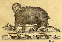 An illustration from Ioannis Eusebii Nierembergii Madritensis ex Societate Iesu ... historia naturæ, maxime peregrinæ, libris XVI. distincta. In quibus rarissima naturæ arcana, etiam astronomica, & ignota Indiarum animalia ... plantæ, metalla, lapides ... fluuioruḿque & elementorum conditiones, etiam cum proprietatibus medicinalibus, describuntur ... : Accedunt de miris & miraculosis naturis in Europâ libri duo: item de iisdem in terrâ Hebræis promissâ liber vnus (1635)