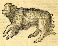 An illustration from Ioannis Eusebii Nierembergii Madritensis ex Societate Iesu ... historia naturæ, maxime peregrinæ, libris XVI. distincta. In quibus rarissima naturæ arcana, etiam astronomica, & ignota Indiarum animalia ... plantæ, metalla, lapides ... fluuioruḿque & elementorum conditiones, etiam cum proprietatibus medicinalibus, describuntur ... : Accedunt de miris & miraculosis naturis in Europâ libri duo: item de iisdem in terrâ Hebræis promissâ liber vnus (1635)