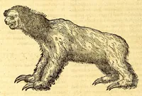Picture 18 of 61 from Ioannis Eusebii Nierembergii Madritensis ex Societate Iesu ... historia naturæ, maxime peregrinæ, libris XVI. distincta. In quibus rarissima naturæ arcana, etiam astronomica, & ignota Indiarum animalia ... plantæ, metalla, lapides ... fluuioruḿque & elementorum conditiones, etiam cum proprietatibus medicinalibus, describuntur ... : Accedunt de miris & miraculosis naturis in Europâ libri duo: item de iisdem in terrâ Hebræis promissâ liber vnus (1635), leaf 176