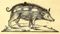 Picture 19 of 61 from Ioannis Eusebii Nierembergii Madritensis ex Societate Iesu ... historia naturæ, maxime peregrinæ, libris XVI. distincta. In quibus rarissima naturæ arcana, etiam astronomica, & ignota Indiarum animalia ... plantæ, metalla, lapides ... fluuioruḿque & elementorum conditiones, etiam cum proprietatibus medicinalibus, describuntur ... : Accedunt de miris & miraculosis naturis in Europâ libri duo: item de iisdem in terrâ Hebræis promissâ liber vnus (1635), leaf 182