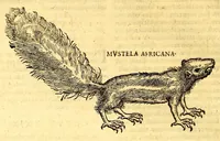 Picture 20 of 61 from Ioannis Eusebii Nierembergii Madritensis ex Societate Iesu ... historia naturæ, maxime peregrinæ, libris XVI. distincta. In quibus rarissima naturæ arcana, etiam astronomica, & ignota Indiarum animalia ... plantæ, metalla, lapides ... fluuioruḿque & elementorum conditiones, etiam cum proprietatibus medicinalibus, describuntur ... : Accedunt de miris & miraculosis naturis in Europâ libri duo: item de iisdem in terrâ Hebræis promissâ liber vnus (1635), leaf 184