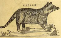 An illustration from Ioannis Eusebii Nierembergii Madritensis ex Societate Iesu ... historia naturæ, maxime peregrinæ, libris XVI. distincta. In quibus rarissima naturæ arcana, etiam astronomica, & ignota Indiarum animalia ... plantæ, metalla, lapides ... fluuioruḿque & elementorum conditiones, etiam cum proprietatibus medicinalibus, describuntur ... : Accedunt de miris & miraculosis naturis in Europâ libri duo: item de iisdem in terrâ Hebræis promissâ liber vnus (1635)