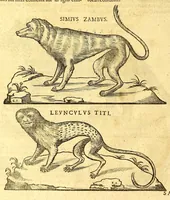 Picture 22 of 61 from Ioannis Eusebii Nierembergii Madritensis ex Societate Iesu ... historia naturæ, maxime peregrinæ, libris XVI. distincta. In quibus rarissima naturæ arcana, etiam astronomica, & ignota Indiarum animalia ... plantæ, metalla, lapides ... fluuioruḿque & elementorum conditiones, etiam cum proprietatibus medicinalibus, describuntur ... : Accedunt de miris & miraculosis naturis in Europâ libri duo: item de iisdem in terrâ Hebræis promissâ liber vnus (1635), leaf 188