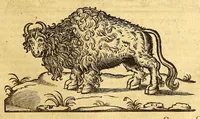 Picture 23 of 61 from Ioannis Eusebii Nierembergii Madritensis ex Societate Iesu ... historia naturæ, maxime peregrinæ, libris XVI. distincta. In quibus rarissima naturæ arcana, etiam astronomica, & ignota Indiarum animalia ... plantæ, metalla, lapides ... fluuioruḿque & elementorum conditiones, etiam cum proprietatibus medicinalibus, describuntur ... : Accedunt de miris & miraculosis naturis in Europâ libri duo: item de iisdem in terrâ Hebræis promissâ liber vnus (1635), leaf 193