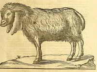 Picture 25 of 61 from Ioannis Eusebii Nierembergii Madritensis ex Societate Iesu ... historia naturæ, maxime peregrinæ, libris XVI. distincta. In quibus rarissima naturæ arcana, etiam astronomica, & ignota Indiarum animalia ... plantæ, metalla, lapides ... fluuioruḿque & elementorum conditiones, etiam cum proprietatibus medicinalibus, describuntur ... : Accedunt de miris & miraculosis naturis in Europâ libri duo: item de iisdem in terrâ Hebræis promissâ liber vnus (1635), leaf 195
