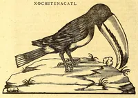 Picture 27 of 61 from Ioannis Eusebii Nierembergii Madritensis ex Societate Iesu ... historia naturæ, maxime peregrinæ, libris XVI. distincta. In quibus rarissima naturæ arcana, etiam astronomica, & ignota Indiarum animalia ... plantæ, metalla, lapides ... fluuioruḿque & elementorum conditiones, etiam cum proprietatibus medicinalibus, describuntur ... : Accedunt de miris & miraculosis naturis in Europâ libri duo: item de iisdem in terrâ Hebræis promissâ liber vnus (1635), leaf 220