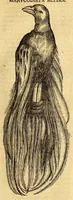 Picture 28 of 61 from Ioannis Eusebii Nierembergii Madritensis ex Societate Iesu ... historia naturæ, maxime peregrinæ, libris XVI. distincta. In quibus rarissima naturæ arcana, etiam astronomica, & ignota Indiarum animalia ... plantæ, metalla, lapides ... fluuioruḿque & elementorum conditiones, etiam cum proprietatibus medicinalibus, describuntur ... : Accedunt de miris & miraculosis naturis in Europâ libri duo: item de iisdem in terrâ Hebræis promissâ liber vnus (1635), leaf 223