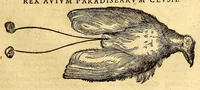 Picture 29 of 61 from Ioannis Eusebii Nierembergii Madritensis ex Societate Iesu ... historia naturæ, maxime peregrinæ, libris XVI. distincta. In quibus rarissima naturæ arcana, etiam astronomica, & ignota Indiarum animalia ... plantæ, metalla, lapides ... fluuioruḿque & elementorum conditiones, etiam cum proprietatibus medicinalibus, describuntur ... : Accedunt de miris & miraculosis naturis in Europâ libri duo: item de iisdem in terrâ Hebræis promissâ liber vnus (1635), leaf 223