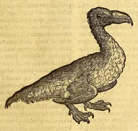 An illustration from Ioannis Eusebii Nierembergii Madritensis ex Societate Iesu ... historia naturæ, maxime peregrinæ, libris XVI. distincta. In quibus rarissima naturæ arcana, etiam astronomica, & ignota Indiarum animalia ... plantæ, metalla, lapides ... fluuioruḿque & elementorum conditiones, etiam cum proprietatibus medicinalibus, describuntur ... : Accedunt de miris & miraculosis naturis in Europâ libri duo: item de iisdem in terrâ Hebræis promissâ liber vnus (1635)