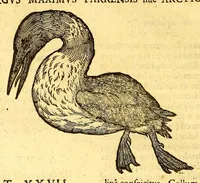 Picture 31 of 61 from Ioannis Eusebii Nierembergii Madritensis ex Societate Iesu ... historia naturæ, maxime peregrinæ, libris XVI. distincta. In quibus rarissima naturæ arcana, etiam astronomica, & ignota Indiarum animalia ... plantæ, metalla, lapides ... fluuioruḿque & elementorum conditiones, etiam cum proprietatibus medicinalibus, describuntur ... : Accedunt de miris & miraculosis naturis in Europâ libri duo: item de iisdem in terrâ Hebræis promissâ liber vnus (1635), leaf 228