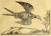 An illustration from Ioannis Eusebii Nierembergii Madritensis ex Societate Iesu ... historia naturæ, maxime peregrinæ, libris XVI. distincta. In quibus rarissima naturæ arcana, etiam astronomica, & ignota Indiarum animalia ... plantæ, metalla, lapides ... fluuioruḿque & elementorum conditiones, etiam cum proprietatibus medicinalibus, describuntur ... : Accedunt de miris & miraculosis naturis in Europâ libri duo: item de iisdem in terrâ Hebræis promissâ liber vnus (1635)