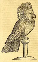 An illustration from Ioannis Eusebii Nierembergii Madritensis ex Societate Iesu ... historia naturæ, maxime peregrinæ, libris XVI. distincta. In quibus rarissima naturæ arcana, etiam astronomica, & ignota Indiarum animalia ... plantæ, metalla, lapides ... fluuioruḿque & elementorum conditiones, etiam cum proprietatibus medicinalibus, describuntur ... : Accedunt de miris & miraculosis naturis in Europâ libri duo: item de iisdem in terrâ Hebræis promissâ liber vnus (1635)