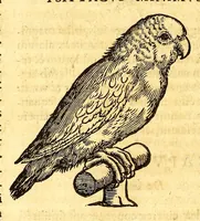 Picture 34 of 61 from Ioannis Eusebii Nierembergii Madritensis ex Societate Iesu ... historia naturæ, maxime peregrinæ, libris XVI. distincta. In quibus rarissima naturæ arcana, etiam astronomica, & ignota Indiarum animalia ... plantæ, metalla, lapides ... fluuioruḿque & elementorum conditiones, etiam cum proprietatibus medicinalibus, describuntur ... : Accedunt de miris & miraculosis naturis in Europâ libri duo: item de iisdem in terrâ Hebræis promissâ liber vnus (1635), leaf 238