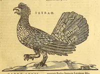Picture 36 of 61 from Ioannis Eusebii Nierembergii Madritensis ex Societate Iesu ... historia naturæ, maxime peregrinæ, libris XVI. distincta. In quibus rarissima naturæ arcana, etiam astronomica, & ignota Indiarum animalia ... plantæ, metalla, lapides ... fluuioruḿque & elementorum conditiones, etiam cum proprietatibus medicinalibus, describuntur ... : Accedunt de miris & miraculosis naturis in Europâ libri duo: item de iisdem in terrâ Hebræis promissâ liber vnus (1635), leaf 247