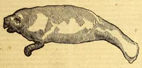 Picture 39 of 61 from Ioannis Eusebii Nierembergii Madritensis ex Societate Iesu ... historia naturæ, maxime peregrinæ, libris XVI. distincta. In quibus rarissima naturæ arcana, etiam astronomica, & ignota Indiarum animalia ... plantæ, metalla, lapides ... fluuioruḿque & elementorum conditiones, etiam cum proprietatibus medicinalibus, describuntur ... : Accedunt de miris & miraculosis naturis in Europâ libri duo: item de iisdem in terrâ Hebræis promissâ liber vnus (1635), leaf 259