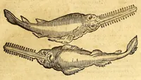 Picture 40 of 61 from Ioannis Eusebii Nierembergii Madritensis ex Societate Iesu ... historia naturæ, maxime peregrinæ, libris XVI. distincta. In quibus rarissima naturæ arcana, etiam astronomica, & ignota Indiarum animalia ... plantæ, metalla, lapides ... fluuioruḿque & elementorum conditiones, etiam cum proprietatibus medicinalibus, describuntur ... : Accedunt de miris & miraculosis naturis in Europâ libri duo: item de iisdem in terrâ Hebræis promissâ liber vnus (1635), leaf 267