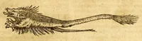 An illustration from Ioannis Eusebii Nierembergii Madritensis ex Societate Iesu ... historia naturæ, maxime peregrinæ, libris XVI. distincta. In quibus rarissima naturæ arcana, etiam astronomica, & ignota Indiarum animalia ... plantæ, metalla, lapides ... fluuioruḿque & elementorum conditiones, etiam cum proprietatibus medicinalibus, describuntur ... : Accedunt de miris & miraculosis naturis in Europâ libri duo: item de iisdem in terrâ Hebræis promissâ liber vnus (1635)