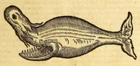 An illustration from Ioannis Eusebii Nierembergii Madritensis ex Societate Iesu ... historia naturæ, maxime peregrinæ, libris XVI. distincta. In quibus rarissima naturæ arcana, etiam astronomica, & ignota Indiarum animalia ... plantæ, metalla, lapides ... fluuioruḿque & elementorum conditiones, etiam cum proprietatibus medicinalibus, describuntur ... : Accedunt de miris & miraculosis naturis in Europâ libri duo: item de iisdem in terrâ Hebræis promissâ liber vnus (1635)
