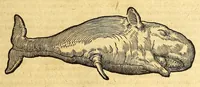 An illustration from Ioannis Eusebii Nierembergii Madritensis ex Societate Iesu ... historia naturæ, maxime peregrinæ, libris XVI. distincta. In quibus rarissima naturæ arcana, etiam astronomica, & ignota Indiarum animalia ... plantæ, metalla, lapides ... fluuioruḿque & elementorum conditiones, etiam cum proprietatibus medicinalibus, describuntur ... : Accedunt de miris & miraculosis naturis in Europâ libri duo: item de iisdem in terrâ Hebræis promissâ liber vnus (1635)