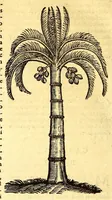 Picture 48 of 61 from Ioannis Eusebii Nierembergii Madritensis ex Societate Iesu ... historia naturæ, maxime peregrinæ, libris XVI. distincta. In quibus rarissima naturæ arcana, etiam astronomica, & ignota Indiarum animalia ... plantæ, metalla, lapides ... fluuioruḿque & elementorum conditiones, etiam cum proprietatibus medicinalibus, describuntur ... : Accedunt de miris & miraculosis naturis in Europâ libri duo: item de iisdem in terrâ Hebræis promissâ liber vnus (1635), leaf 308