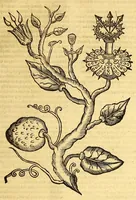 Picture 49 of 61 from Ioannis Eusebii Nierembergii Madritensis ex Societate Iesu ... historia naturæ, maxime peregrinæ, libris XVI. distincta. In quibus rarissima naturæ arcana, etiam astronomica, & ignota Indiarum animalia ... plantæ, metalla, lapides ... fluuioruḿque & elementorum conditiones, etiam cum proprietatibus medicinalibus, describuntur ... : Accedunt de miris & miraculosis naturis in Europâ libri duo: item de iisdem in terrâ Hebræis promissâ liber vnus (1635), leaf 311