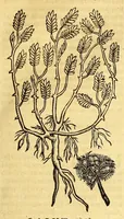 Picture 51 of 61 from Ioannis Eusebii Nierembergii Madritensis ex Societate Iesu ... historia naturæ, maxime peregrinæ, libris XVI. distincta. In quibus rarissima naturæ arcana, etiam astronomica, & ignota Indiarum animalia ... plantæ, metalla, lapides ... fluuioruḿque & elementorum conditiones, etiam cum proprietatibus medicinalibus, describuntur ... : Accedunt de miris & miraculosis naturis in Europâ libri duo: item de iisdem in terrâ Hebræis promissâ liber vnus (1635), leaf 315