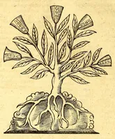 An illustration from Ioannis Eusebii Nierembergii Madritensis ex Societate Iesu ... historia naturæ, maxime peregrinæ, libris XVI. distincta. In quibus rarissima naturæ arcana, etiam astronomica, & ignota Indiarum animalia ... plantæ, metalla, lapides ... fluuioruḿque & elementorum conditiones, etiam cum proprietatibus medicinalibus, describuntur ... : Accedunt de miris & miraculosis naturis in Europâ libri duo: item de iisdem in terrâ Hebræis promissâ liber vnus (1635)