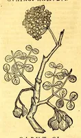 Picture 53 of 61 from Ioannis Eusebii Nierembergii Madritensis ex Societate Iesu ... historia naturæ, maxime peregrinæ, libris XVI. distincta. In quibus rarissima naturæ arcana, etiam astronomica, & ignota Indiarum animalia ... plantæ, metalla, lapides ... fluuioruḿque & elementorum conditiones, etiam cum proprietatibus medicinalibus, describuntur ... : Accedunt de miris & miraculosis naturis in Europâ libri duo: item de iisdem in terrâ Hebræis promissâ liber vnus (1635), leaf 342